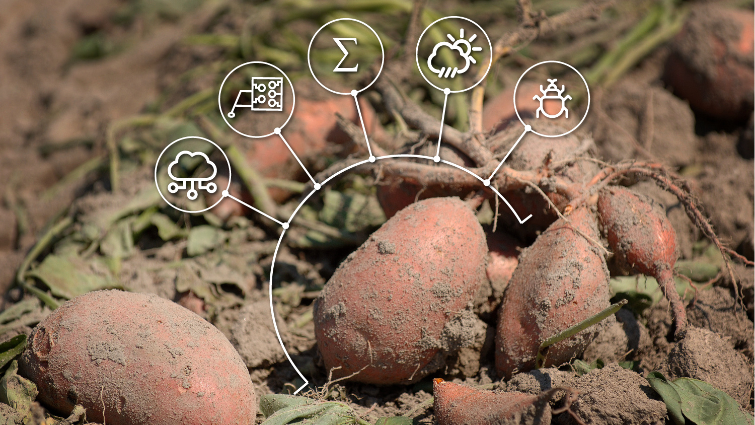 Sweetpotato with different ag data points shown.