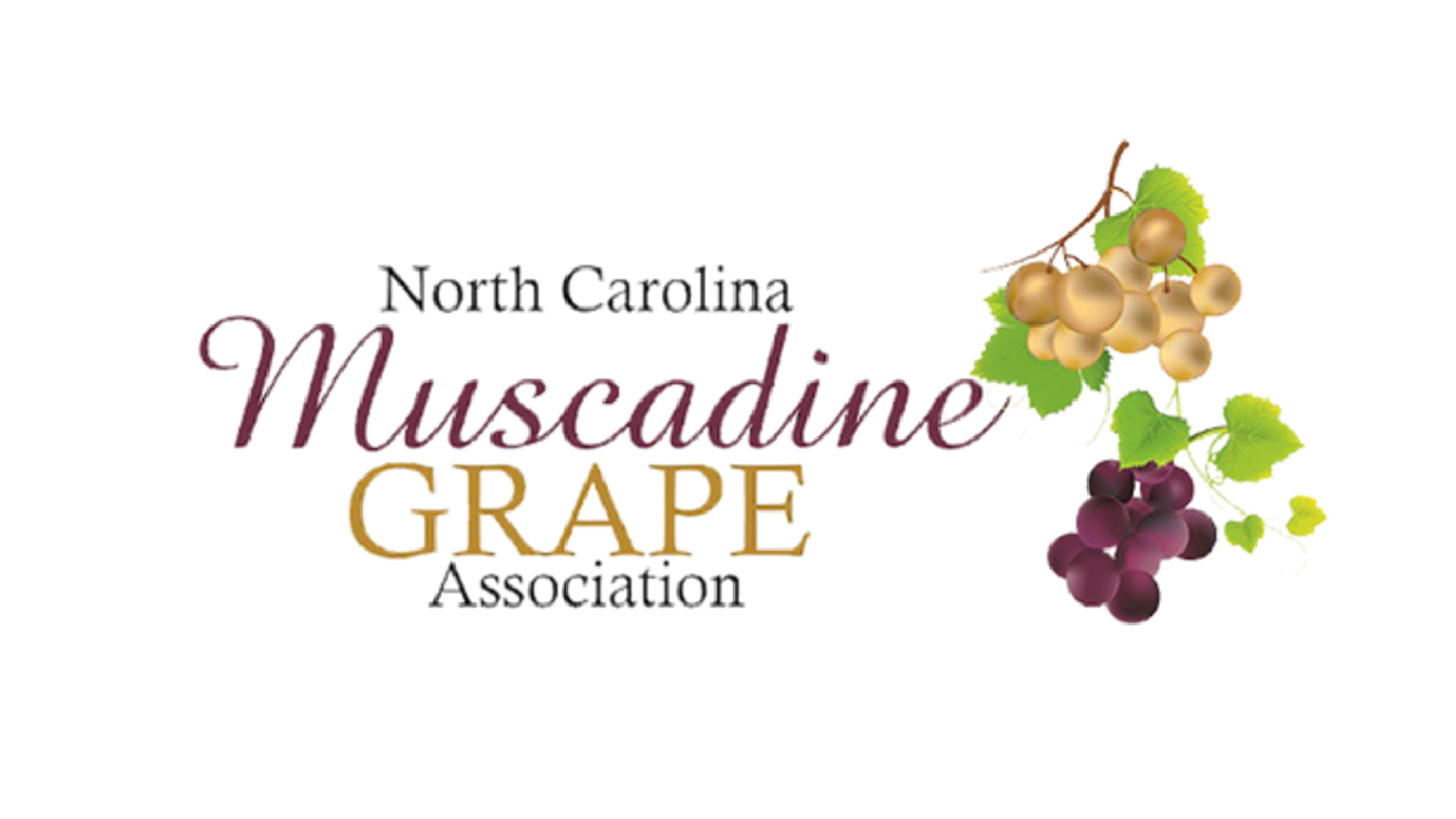 Muscadine-Graps-Assn logo