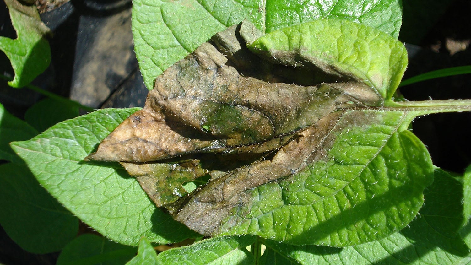 Photo of a diseased leaf.