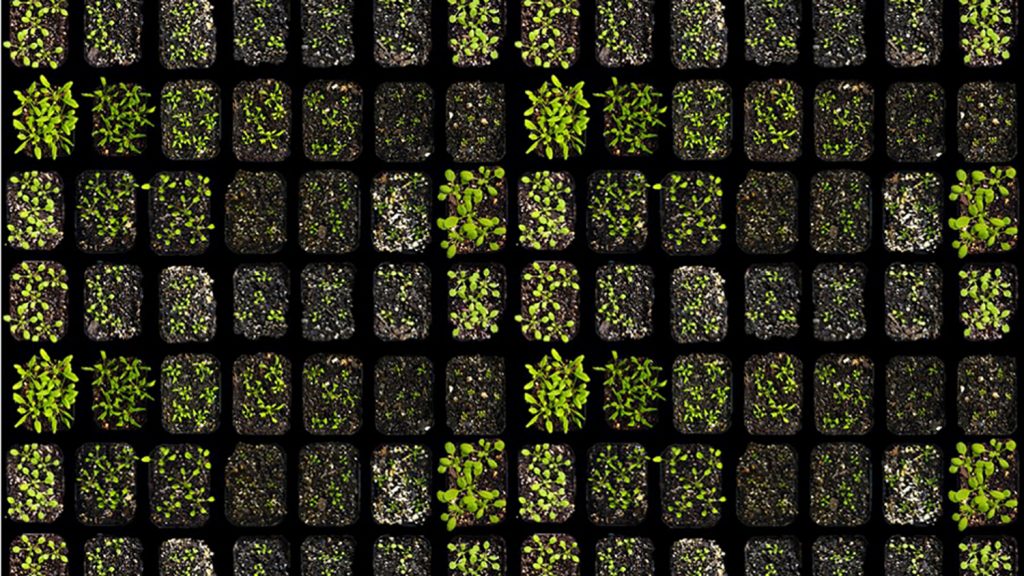 Seedlings in trays, viewed from above