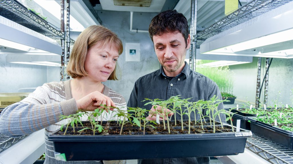 Anna Stepanova and a researcher in a growth chamber
