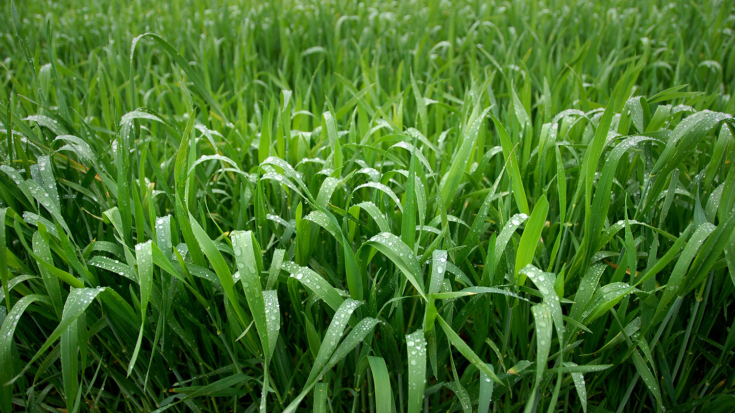 image of wheat field
