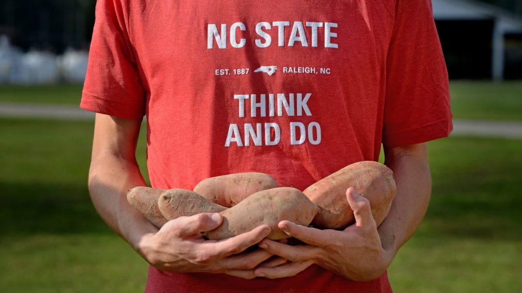 CALS student and sweet potatoes.