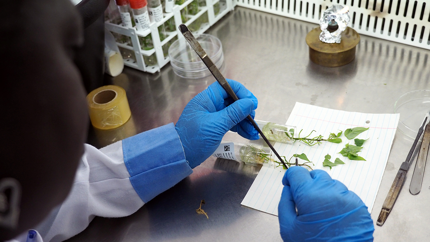 Researcher works on plant samples in lab