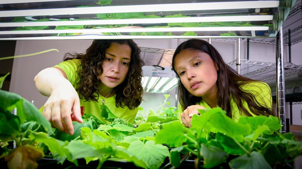 Faculty and student looking at plants for research