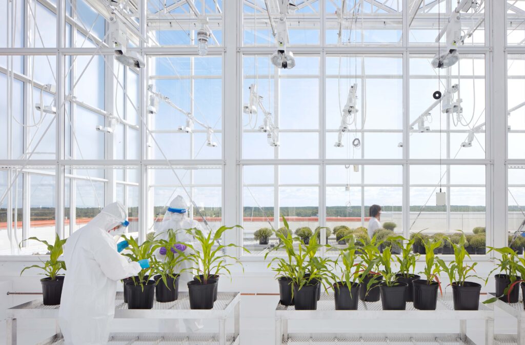 BSL3 Greenhouse on the 5th floor of the Plant Sciences Building.