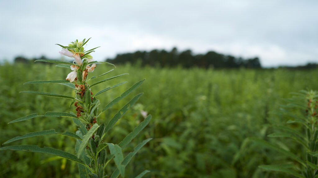 a sesame plant in a field