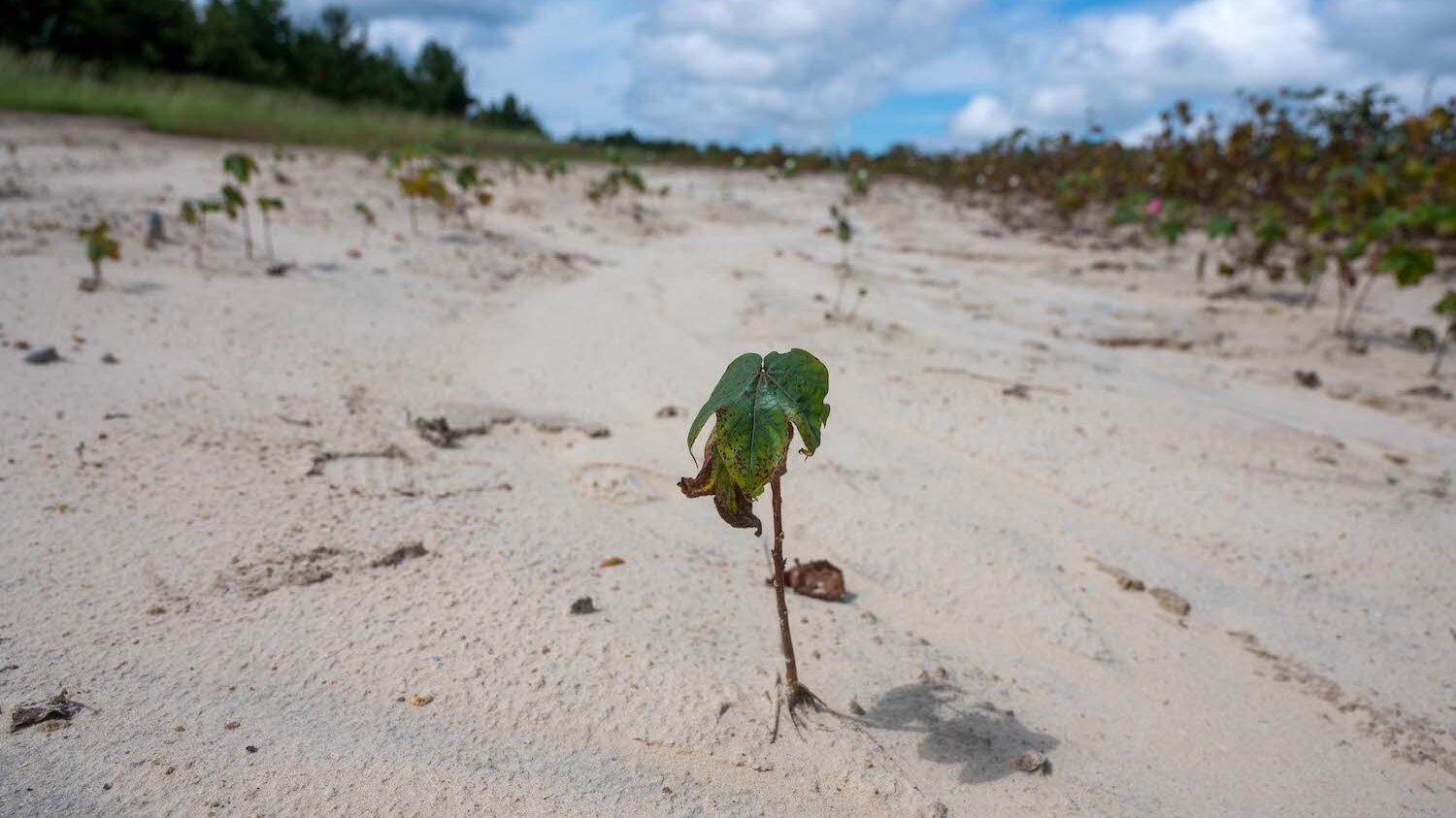 plant sprout in the sand