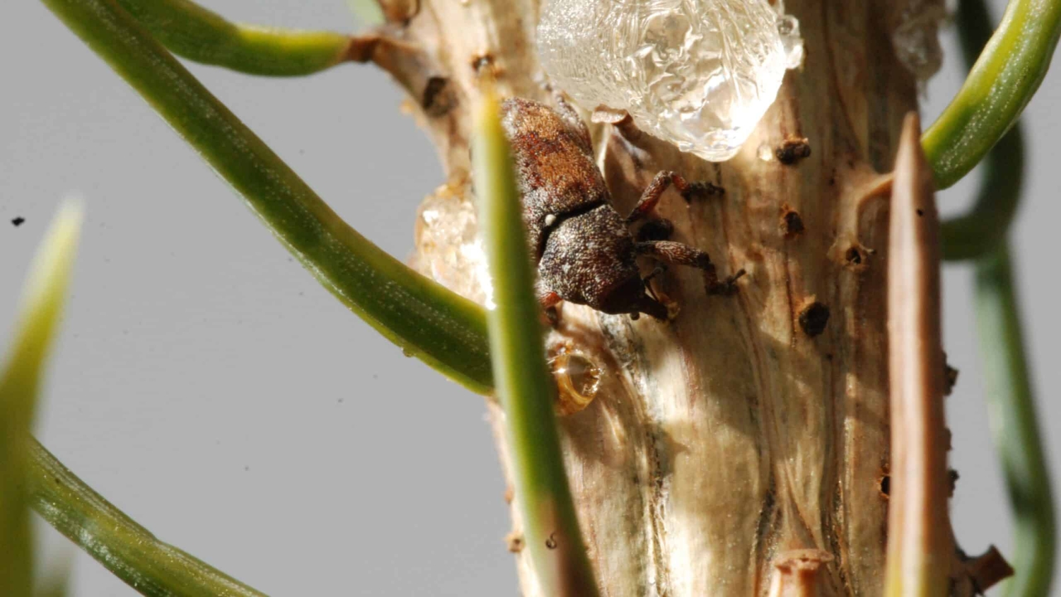 Spruce weevil