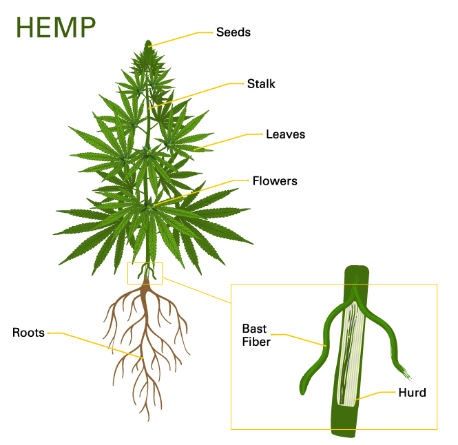 Hemp