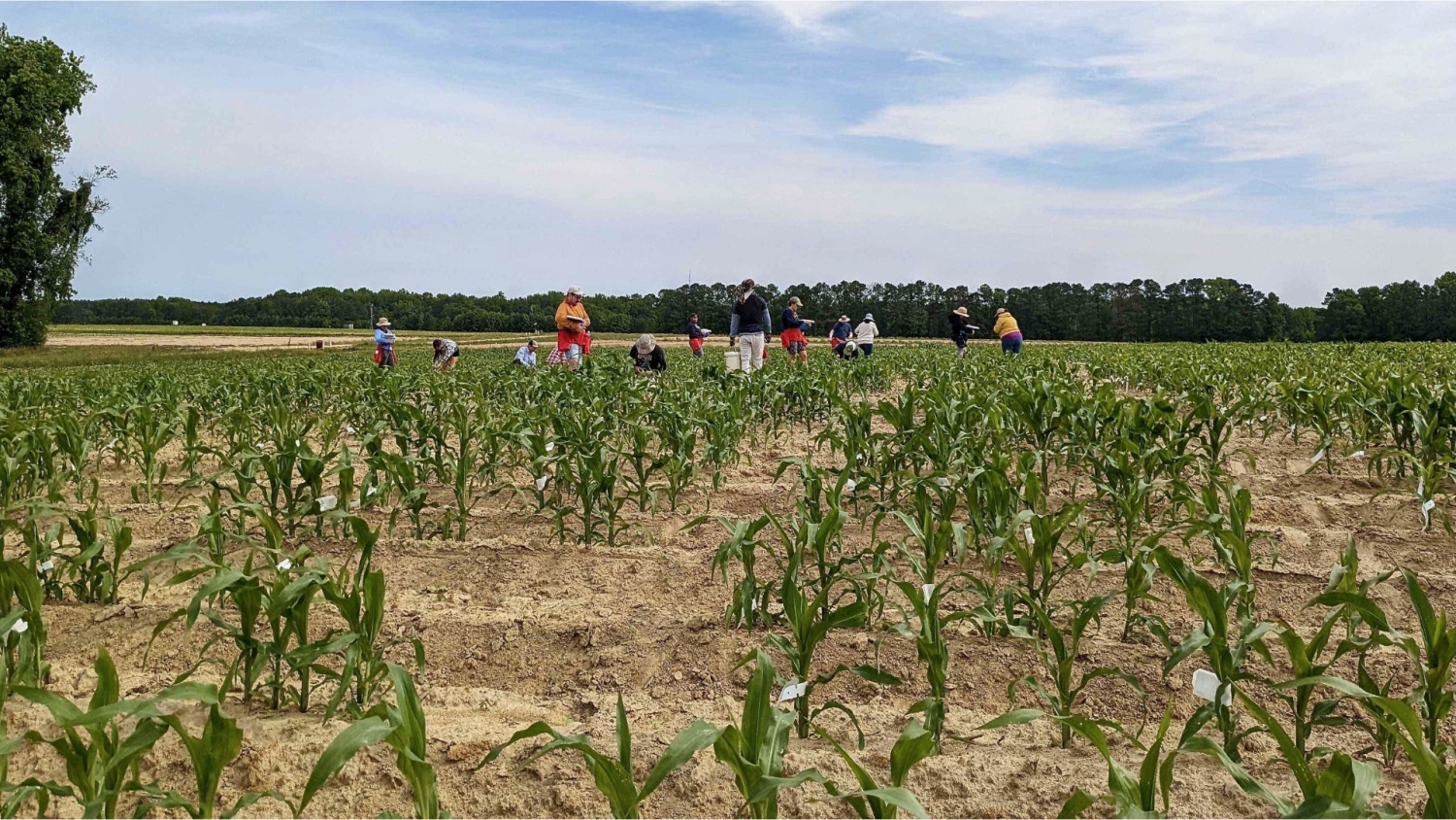 Gage lab conducting corn research in the field