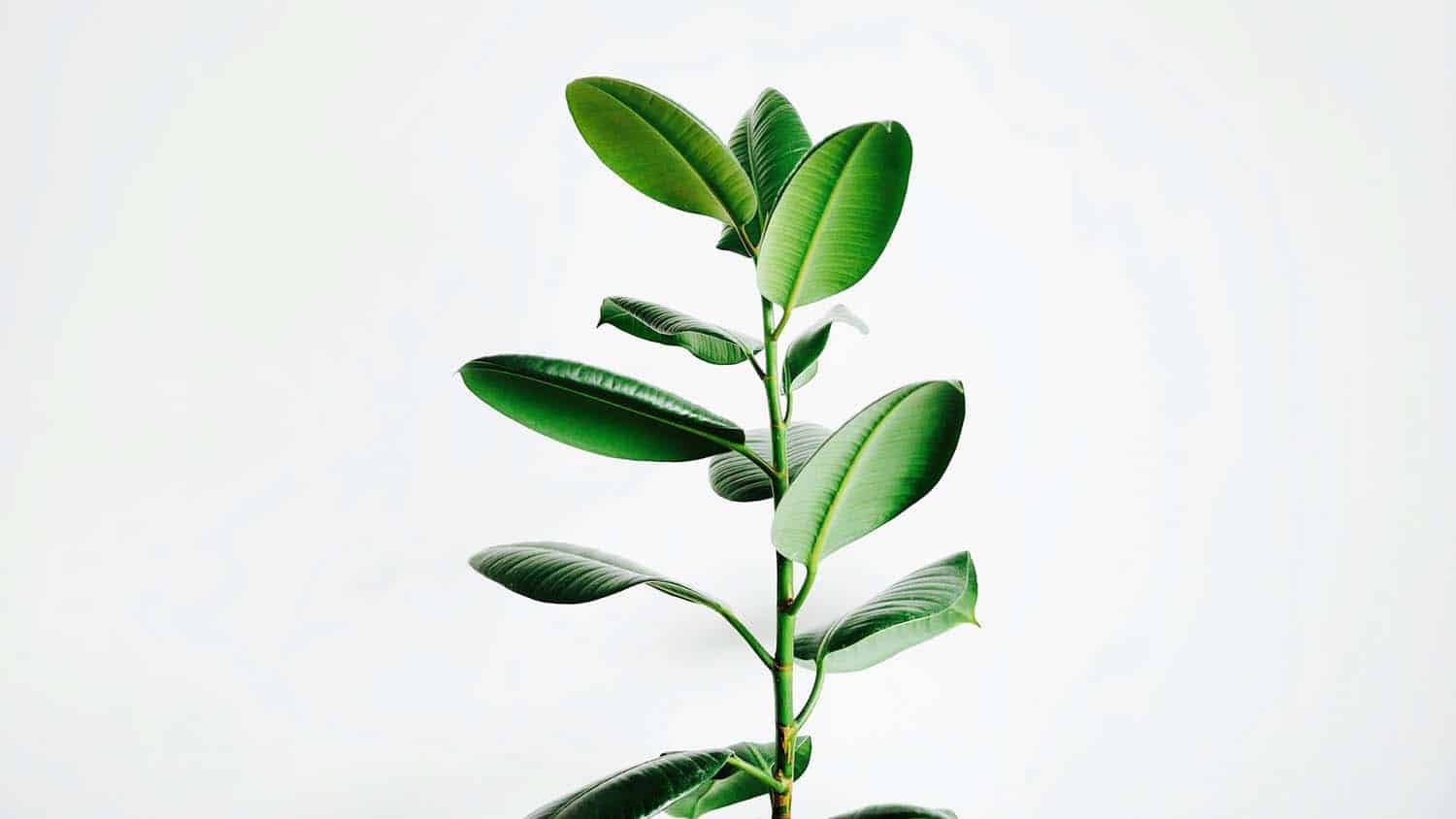 photo shows a green, leafy plant against a white backdrop
