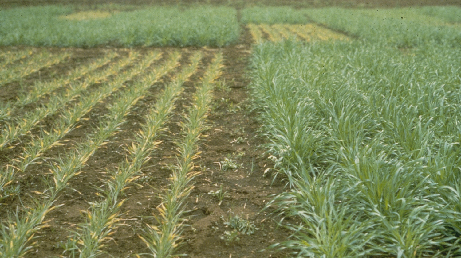 research test plots showing wheat plants of different sizes