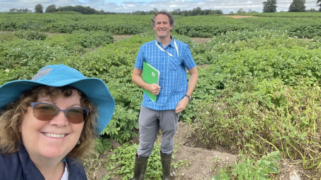 Two researchers are in the middle of field research on fungicides for disease control in potatoes.