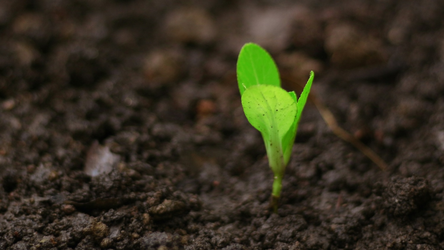 Seedling sprouting from the soil.