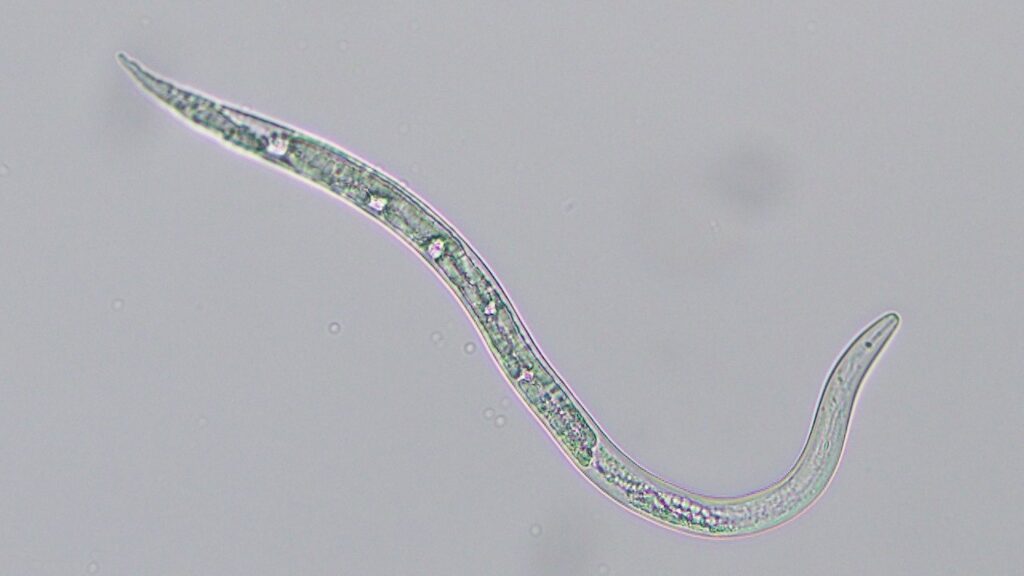 Much-magnified image of the root-know nematode