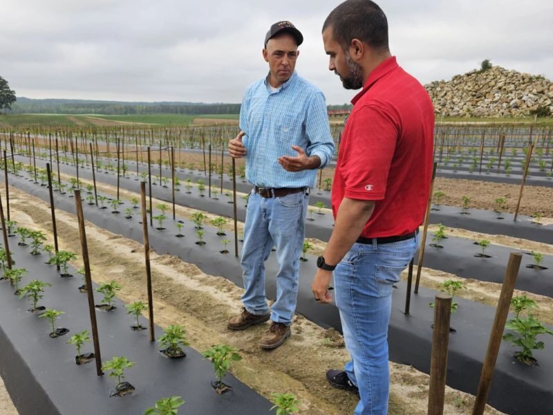 Two men standing beside staked tomato seedlings.