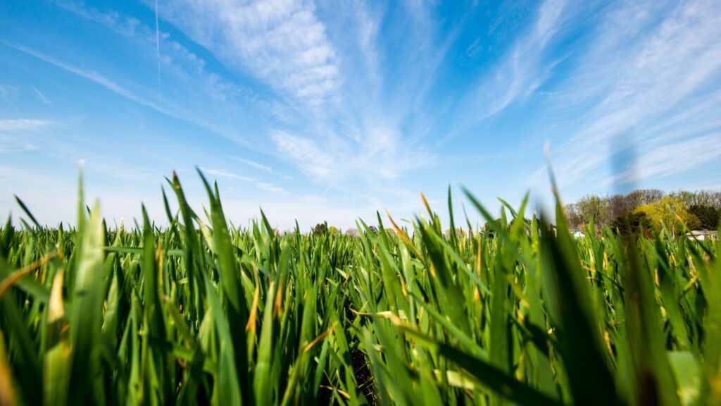 Rye cover crop
