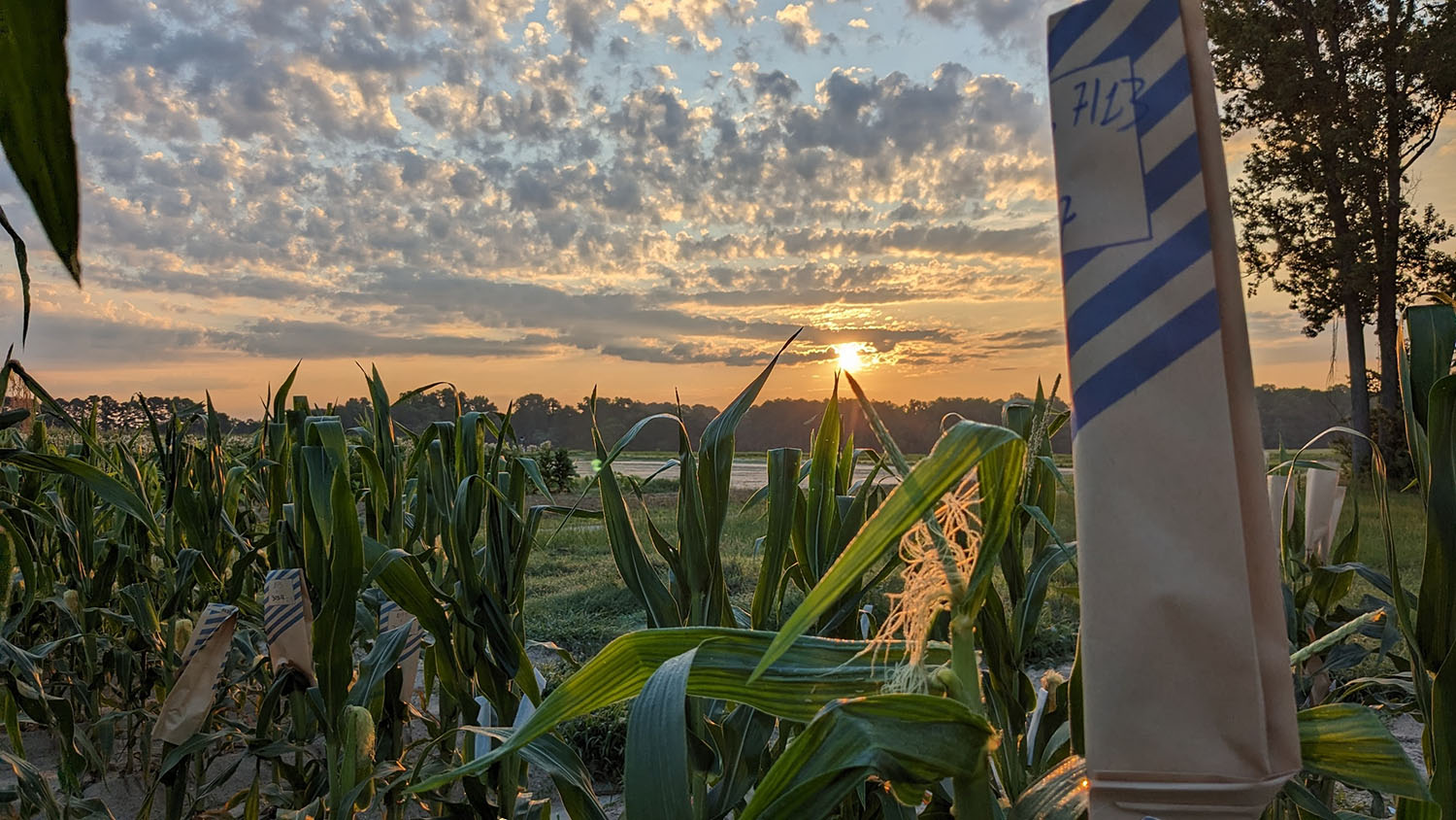 Corn Research Field