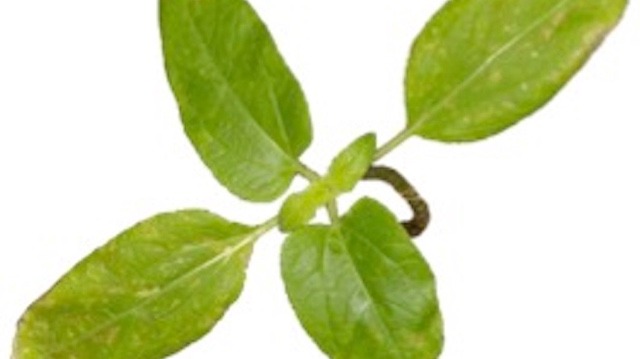 The leaves of a peanut plant against a white background