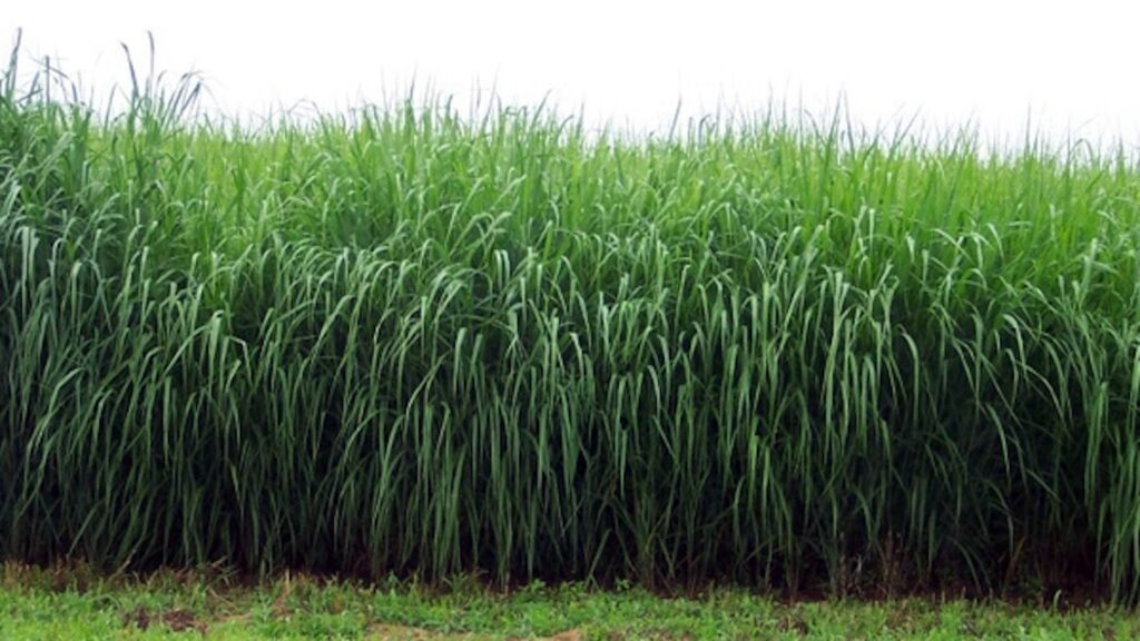 a field of mature switchgrass