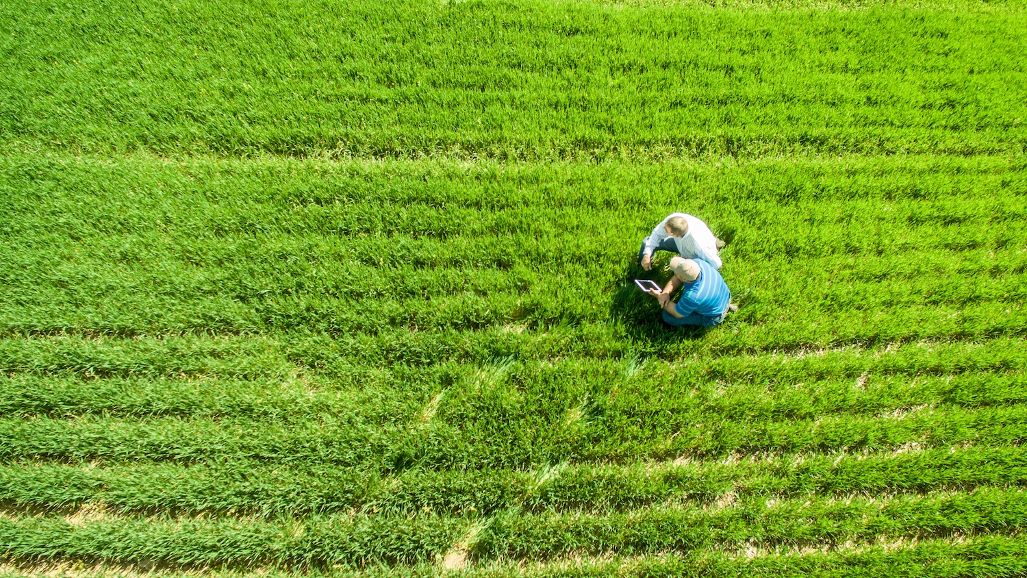 Two people in a farm field looking at a tablet computer