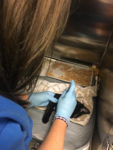 Feline Health Intern sedating kitten