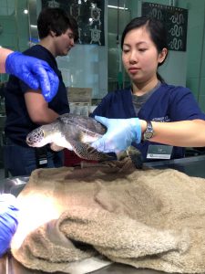 Museum Medicine intern with turtle
