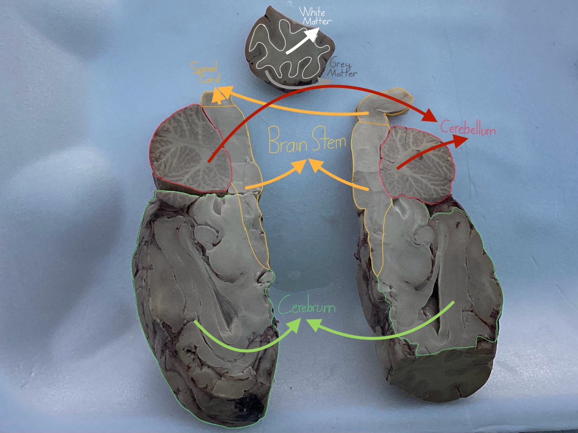  A VetCAMPER provides a photo of their individual brain dissection.