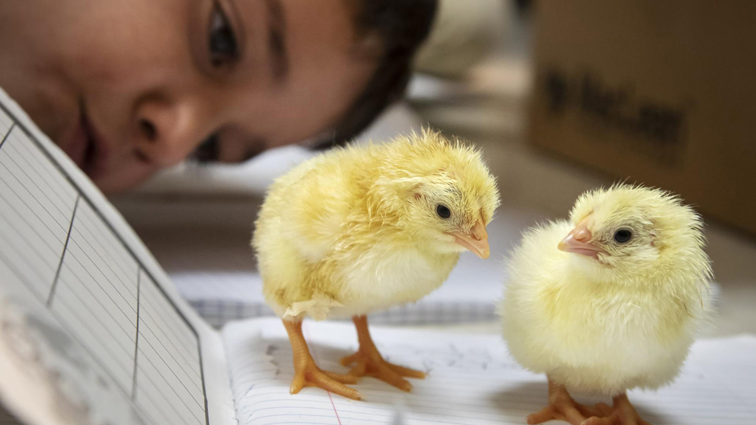 A young boy closely examines his chicks while writing descriptive sentences as part of a second-grade embryology project through Extension's 4-H program.