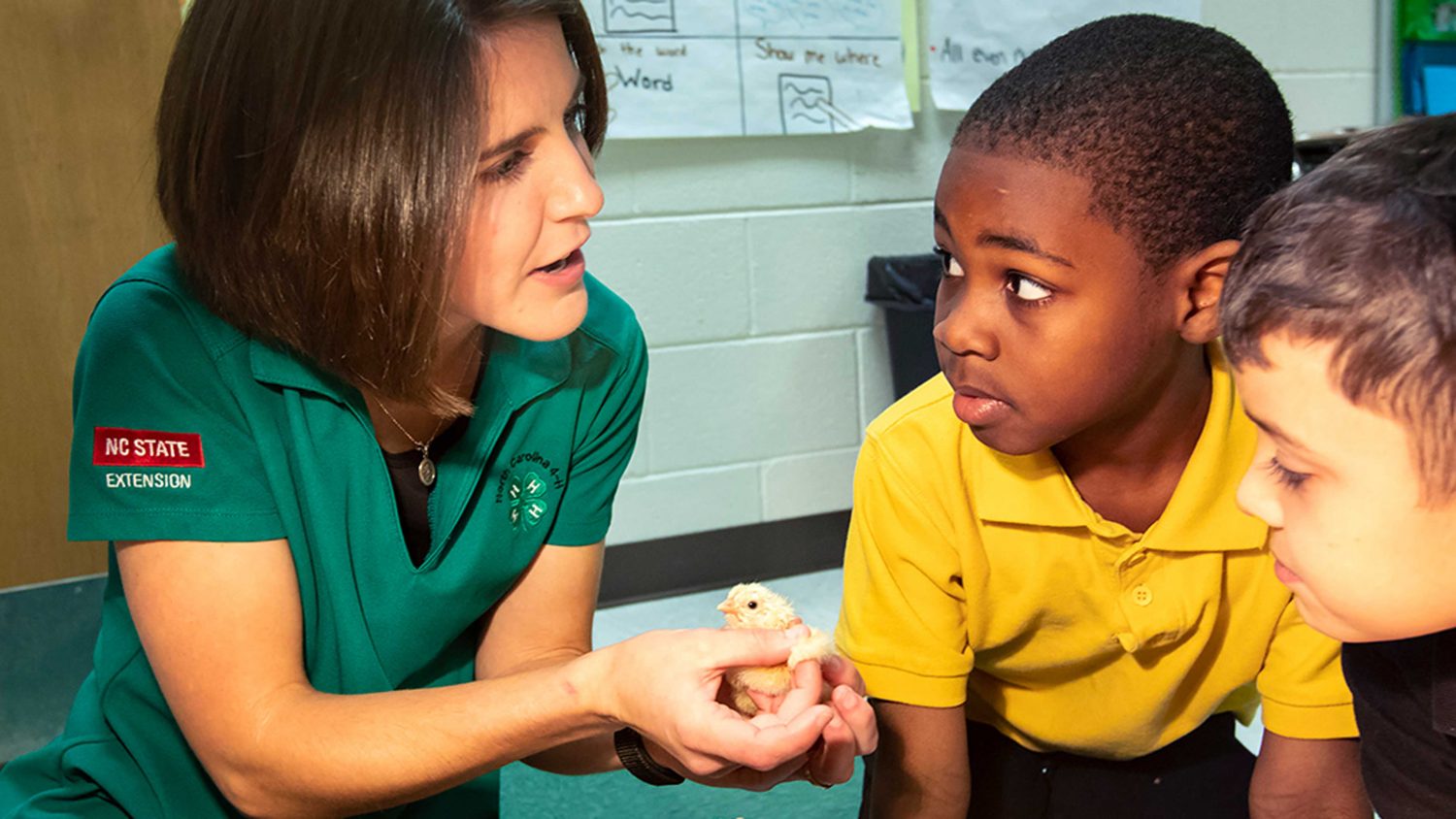 An NC State Extension 4-H agent holding a baby chick while talking with two young students.