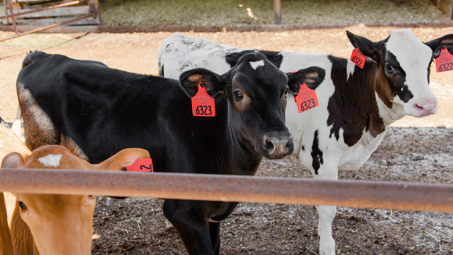 Calves at the NC State Dairy Farm in Raleigh, North Carolina
