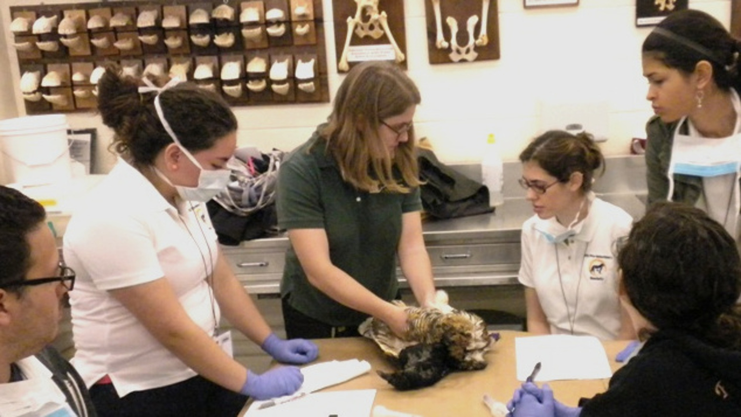 Students learn about anatomical structures of North Carolina wildlife in the CVM wildlife rehab lab.