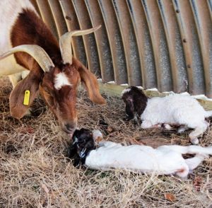 A goat family at the Small Ruminant Unit.