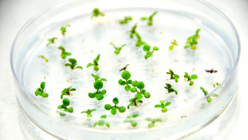Plant research in a petri dish.