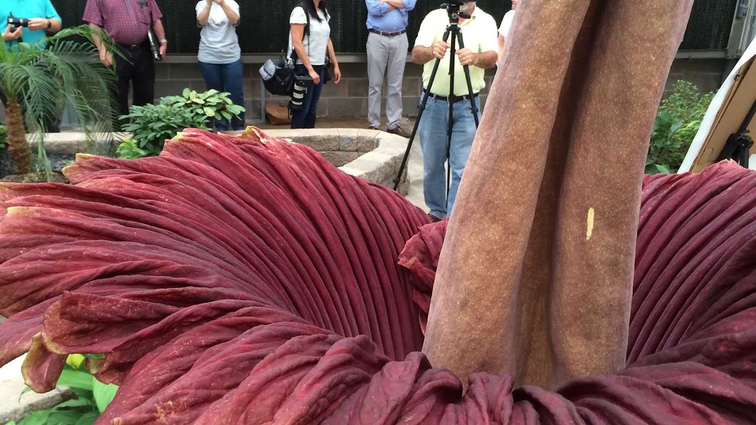 Corpse Flower at NC State | College of Agriculture and Life Sciences ...