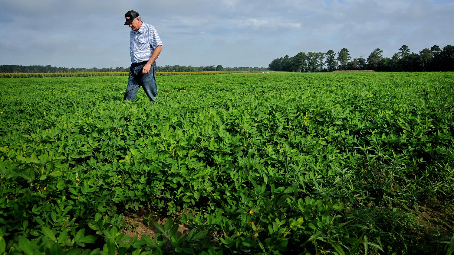 Bean farmer in field