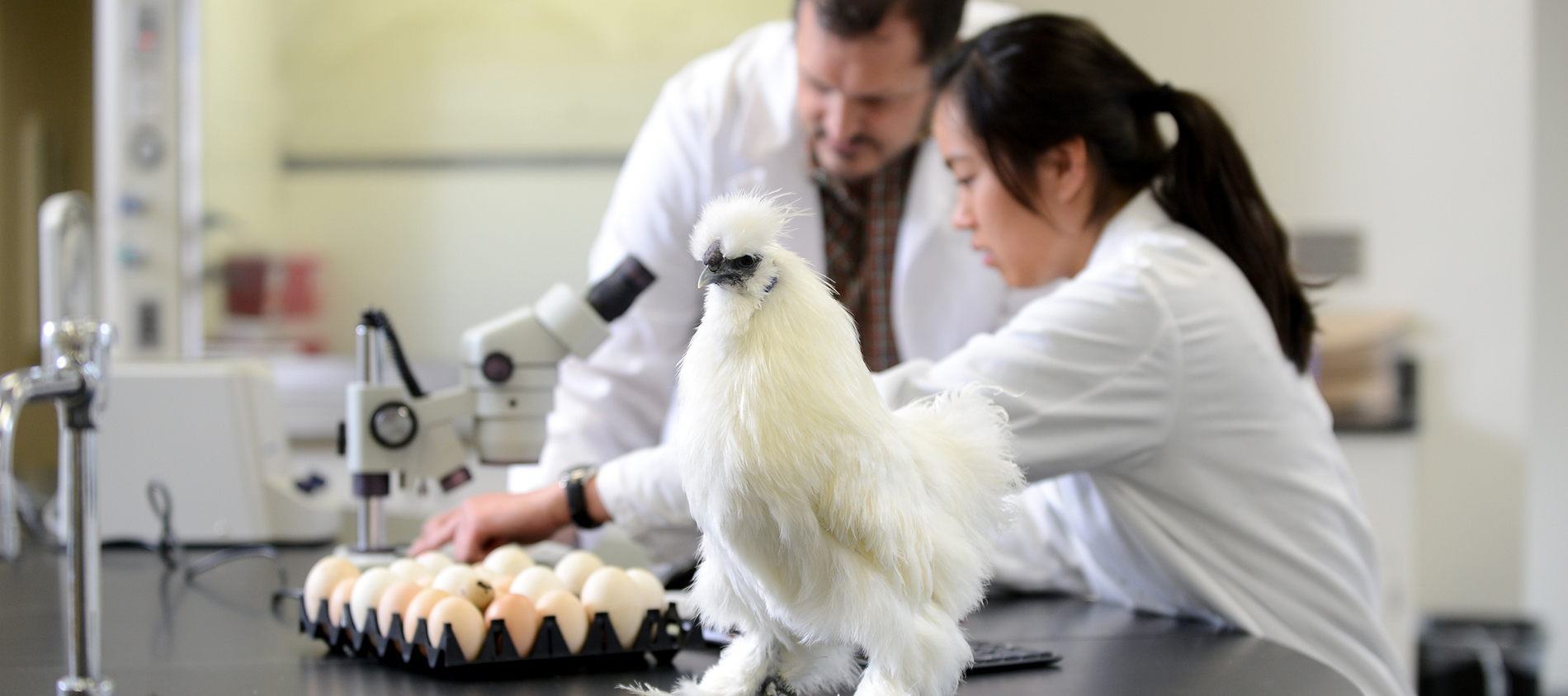 A student works with a chicken in a Williams Hall lab. Photo by Marc Hall