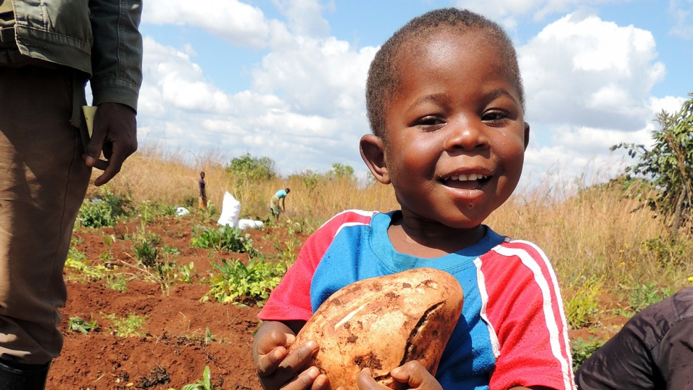 Young child with sweet potato in farm field