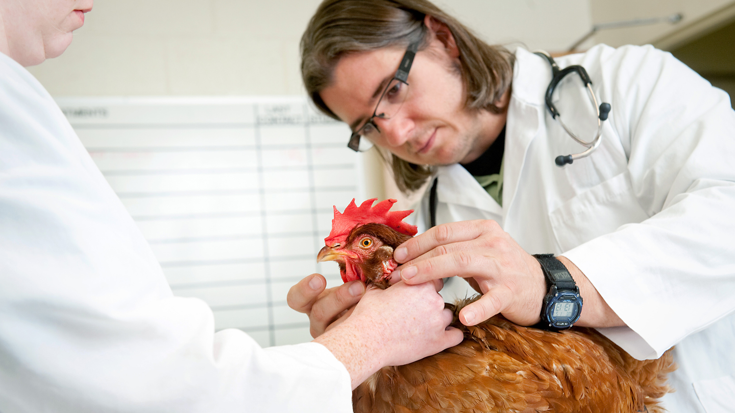 Veterinarians examine a chicken.