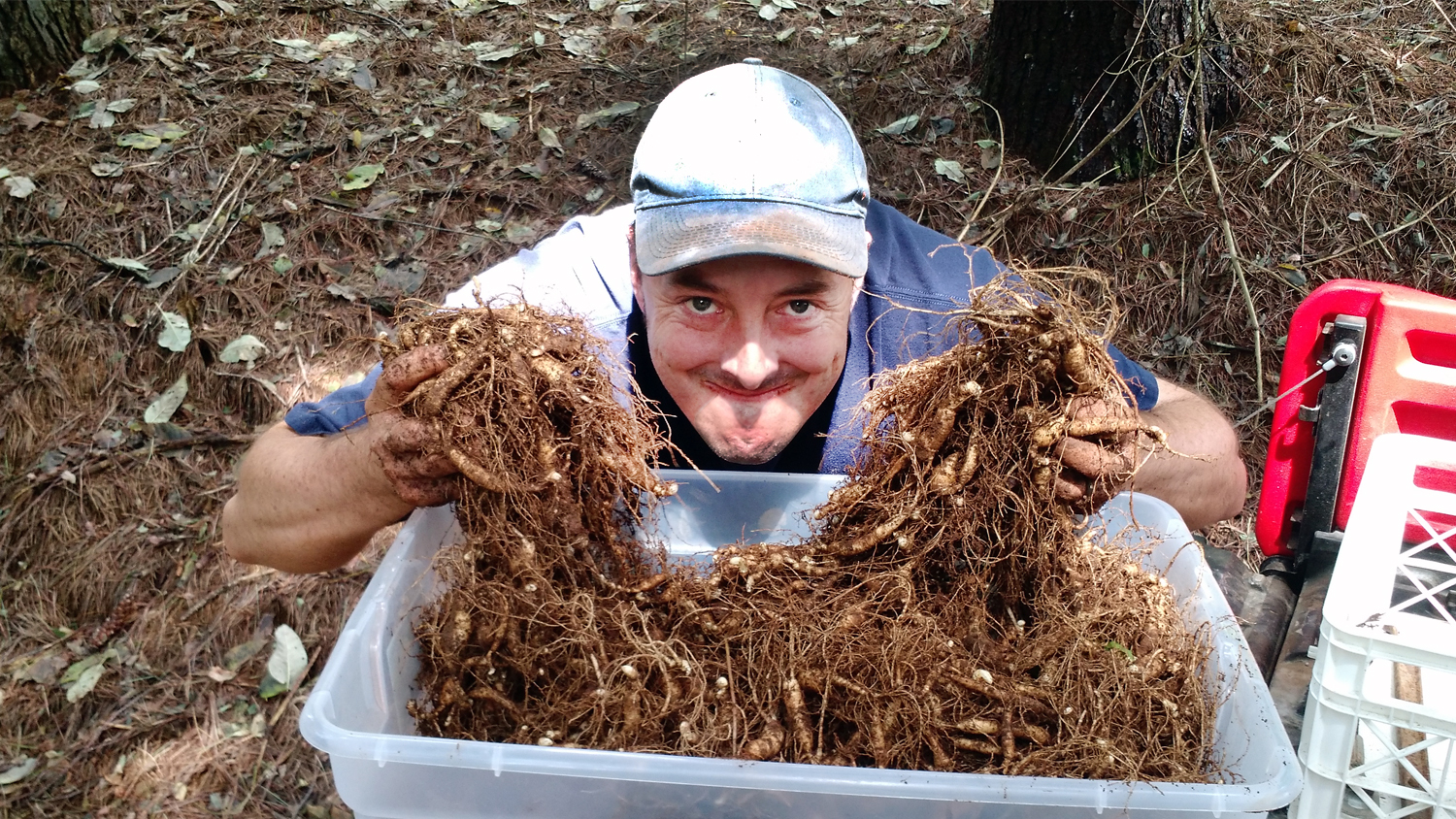 Watauga County NC Cooperative Extension Director Dr. Jim Hamilton poses with both hands full of harvested ginseng roots.