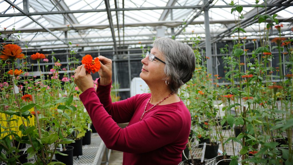 Julia Kornegay horticulture researcher prunes zinnias in the greenhouse at NC State University.