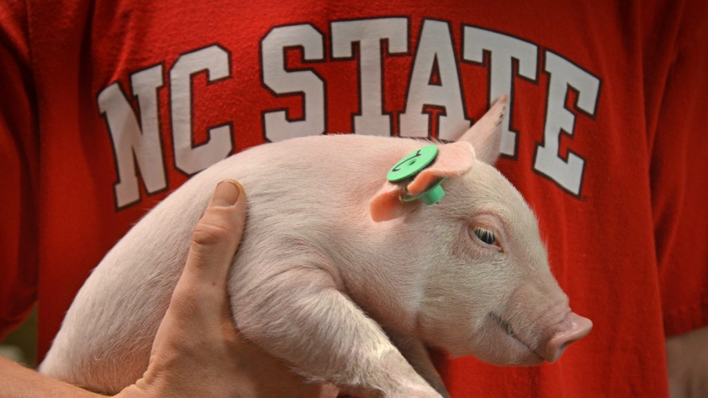 An NC State University student holds a small piglet.