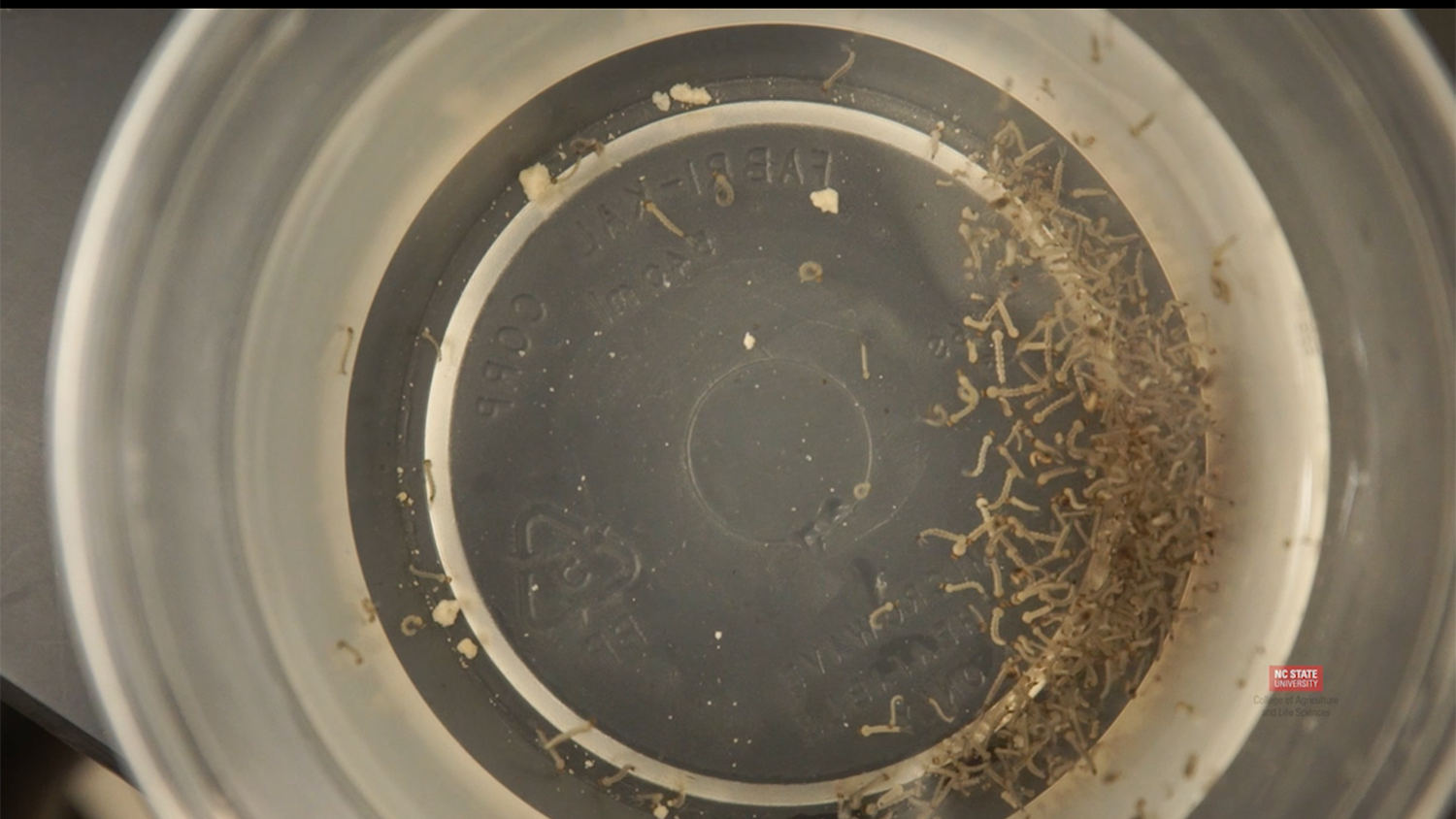 Mosquito larvae sample
