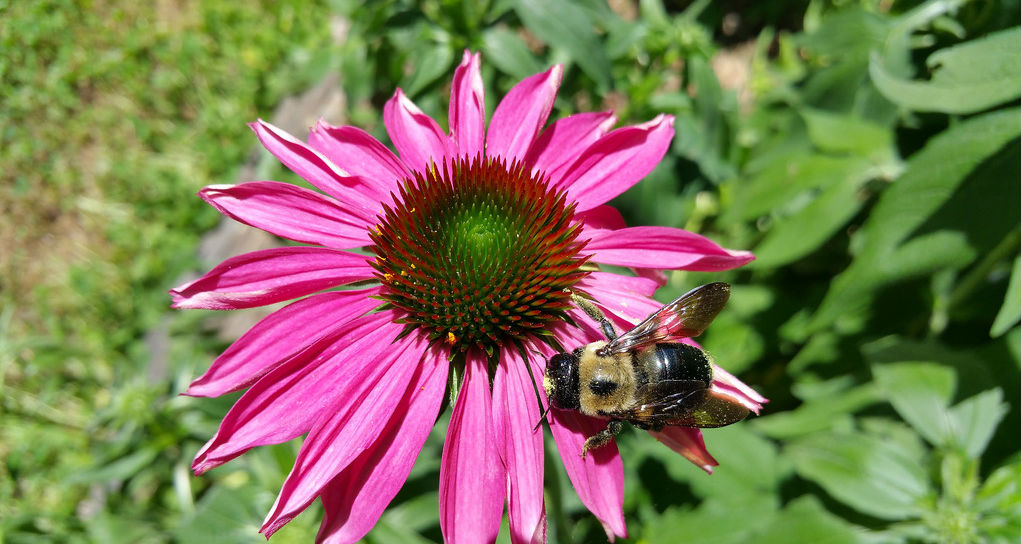 Fermeture d'une abeille sur une fleur