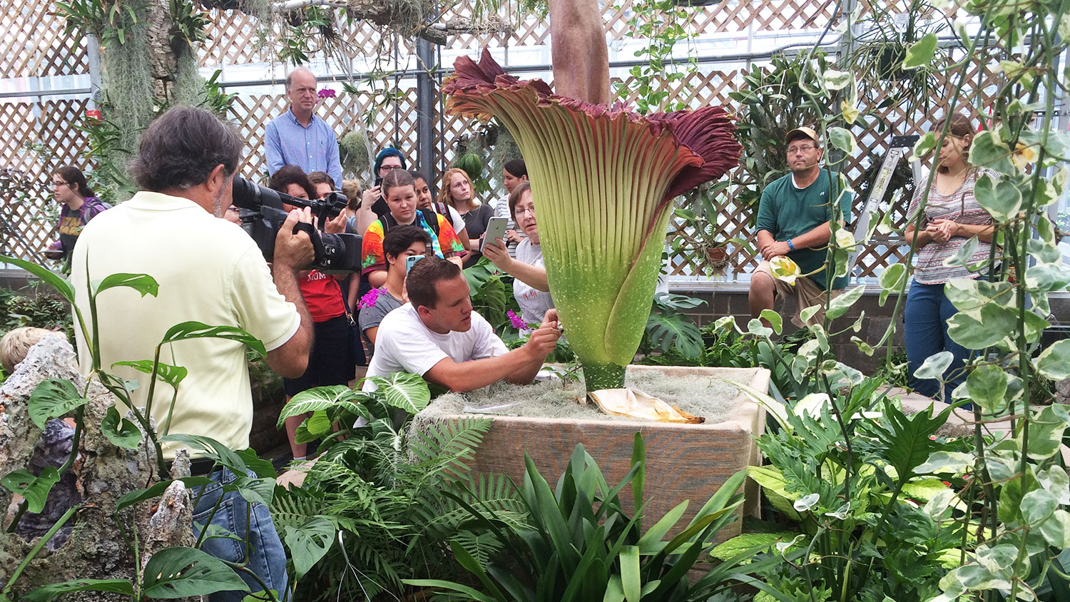 NC State corpse flower