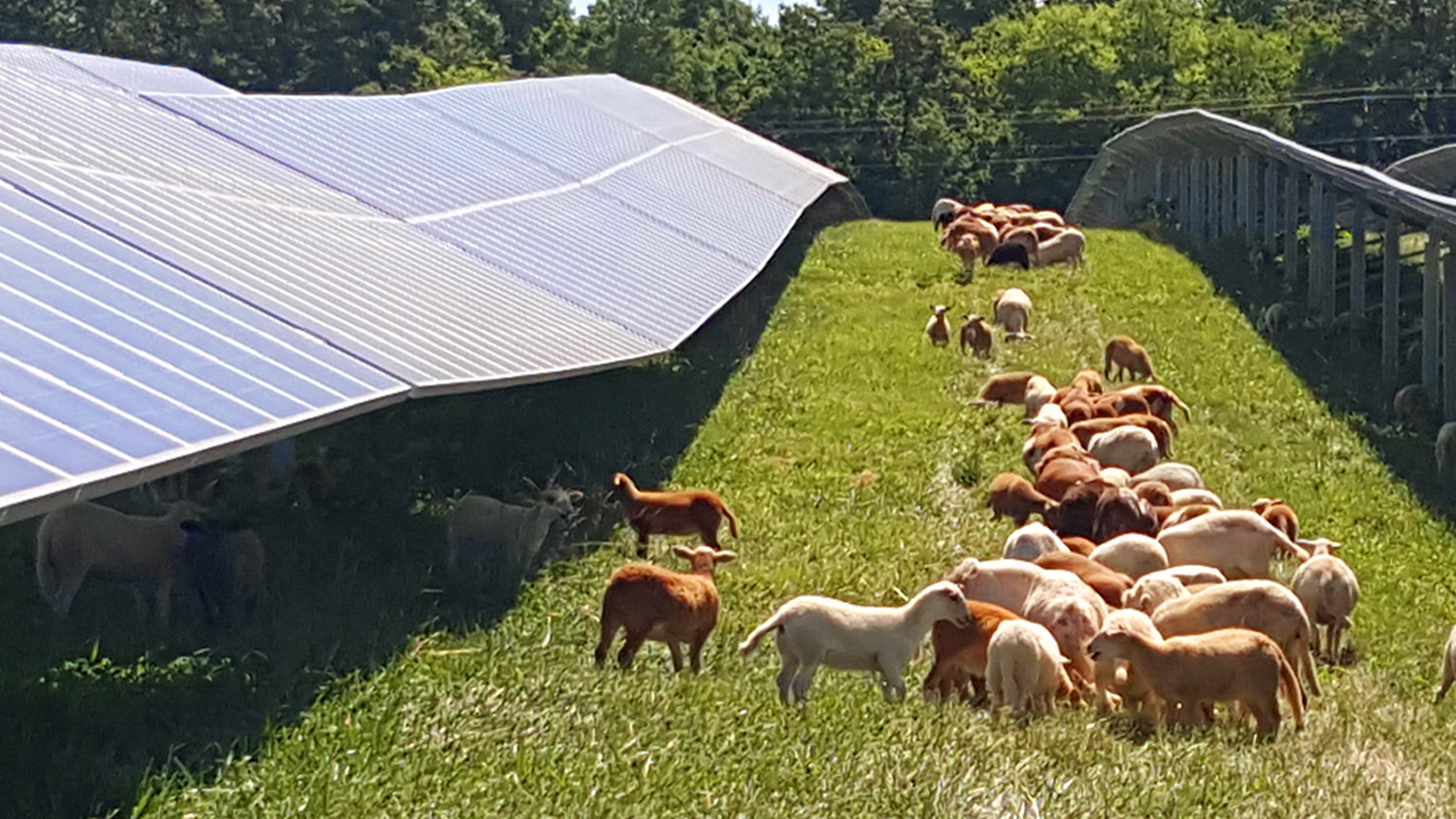 Got Sheep? Want A Solar Farm? - College of Agriculture and Life Sciences