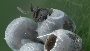 Close up of parasatoid emerging from egg.