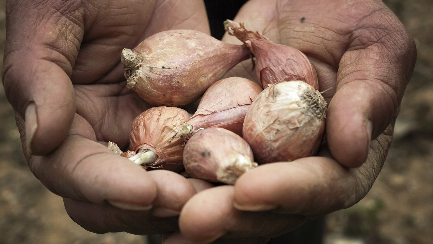 hands-with-red-onions