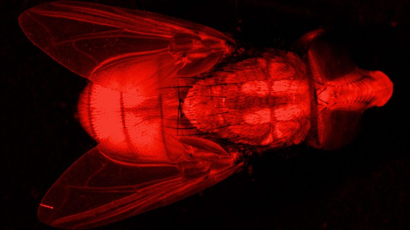 Fluorescent imaging of a New World screwworm fly